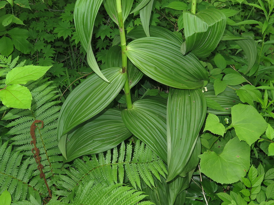 Image of Veratrum dahuricum specimen.