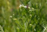 Tripleurospermum inodorum
