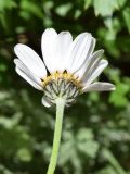 Richteria pyrethroides
