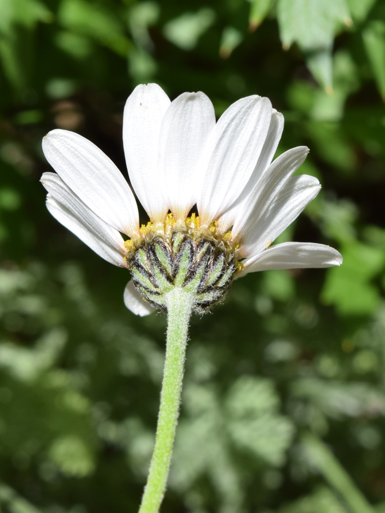 Изображение особи Richteria pyrethroides.