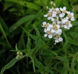 Achillea cartilaginea. Верхушка цветущего растения. Московская обл., Павлово-Посадский р-н, дер. Гаврино, влажный луг на берегу реки. 11.07.2015.