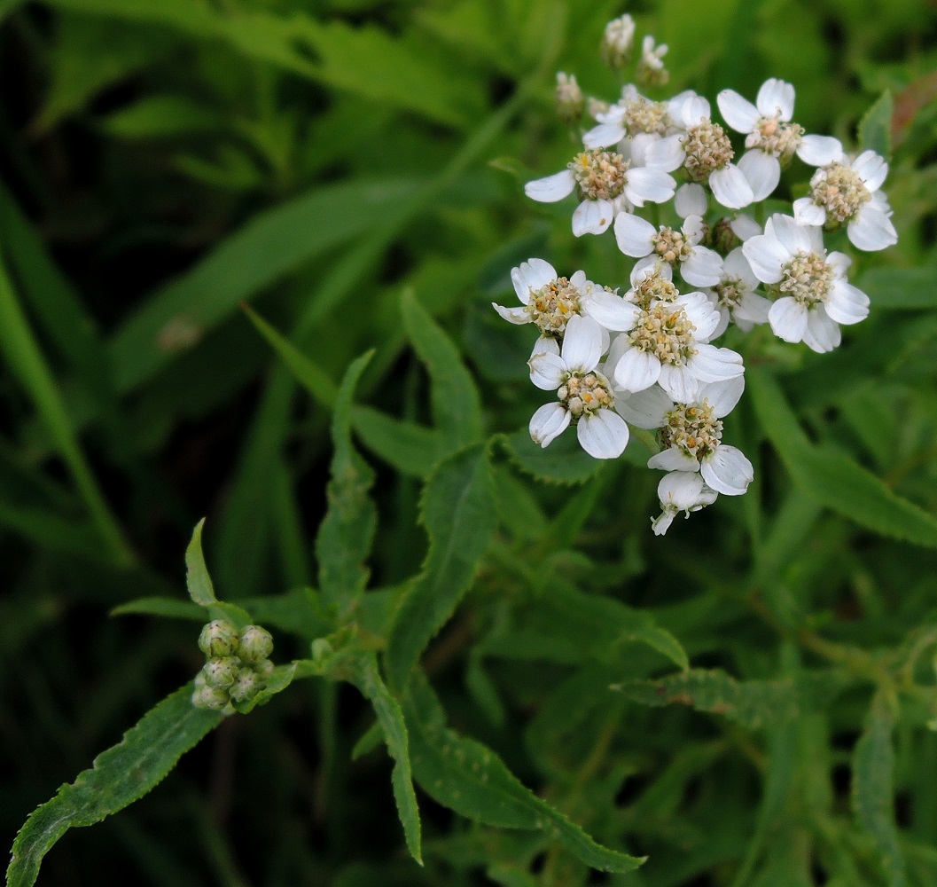 Изображение особи Achillea cartilaginea.