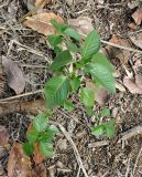 Euphorbia heterophylla