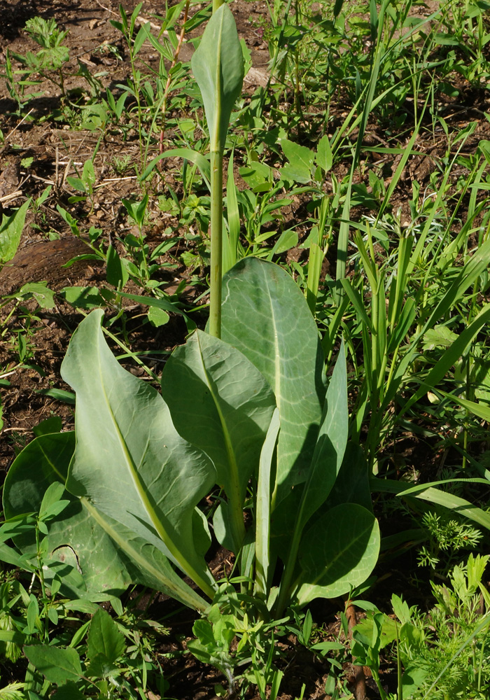 Image of Ligularia altaica specimen.