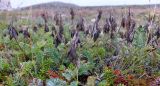 Astragalus subpolaris. Отплодоносившие растения (в ПВУ соплодие остролодочника). Кольский п-ов, Восточный Мурман, Дальние Зеленцы, заросший разнотравьем антропогенный пустырь возле Большого Дома. 16.08.2016.