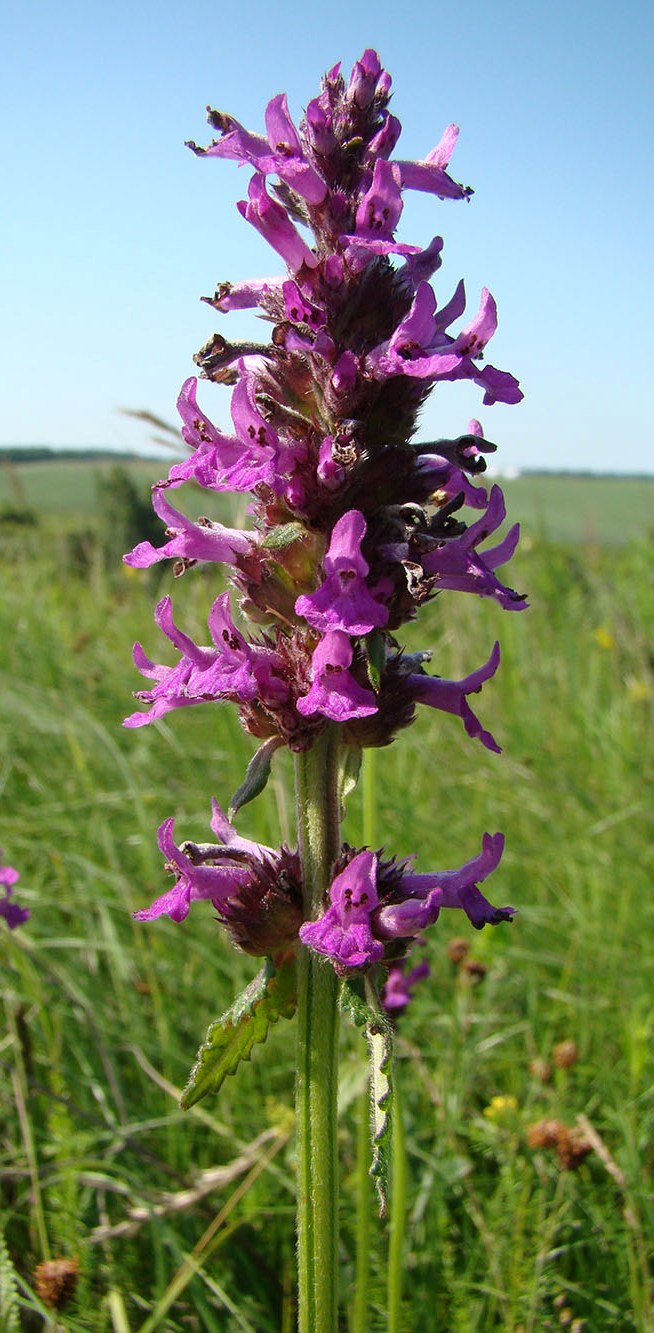 Изображение особи Betonica officinalis.