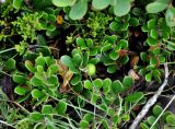 Arctostaphylos uva-ursi. Побег с незрелым плодом. Исландия, национальный парк Тингведлир, каменистый склон. 01.08.2016.