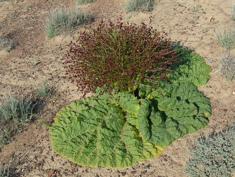 Изображение особи Rheum tataricum.