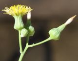 Sonchus oleraceus