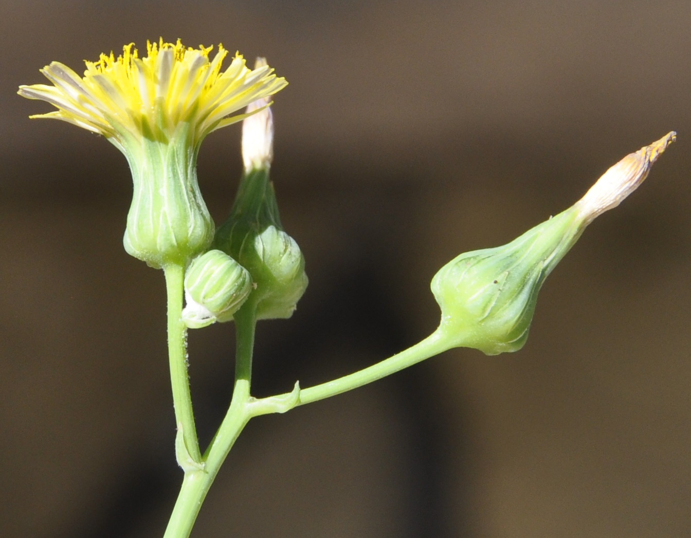 Изображение особи Sonchus oleraceus.