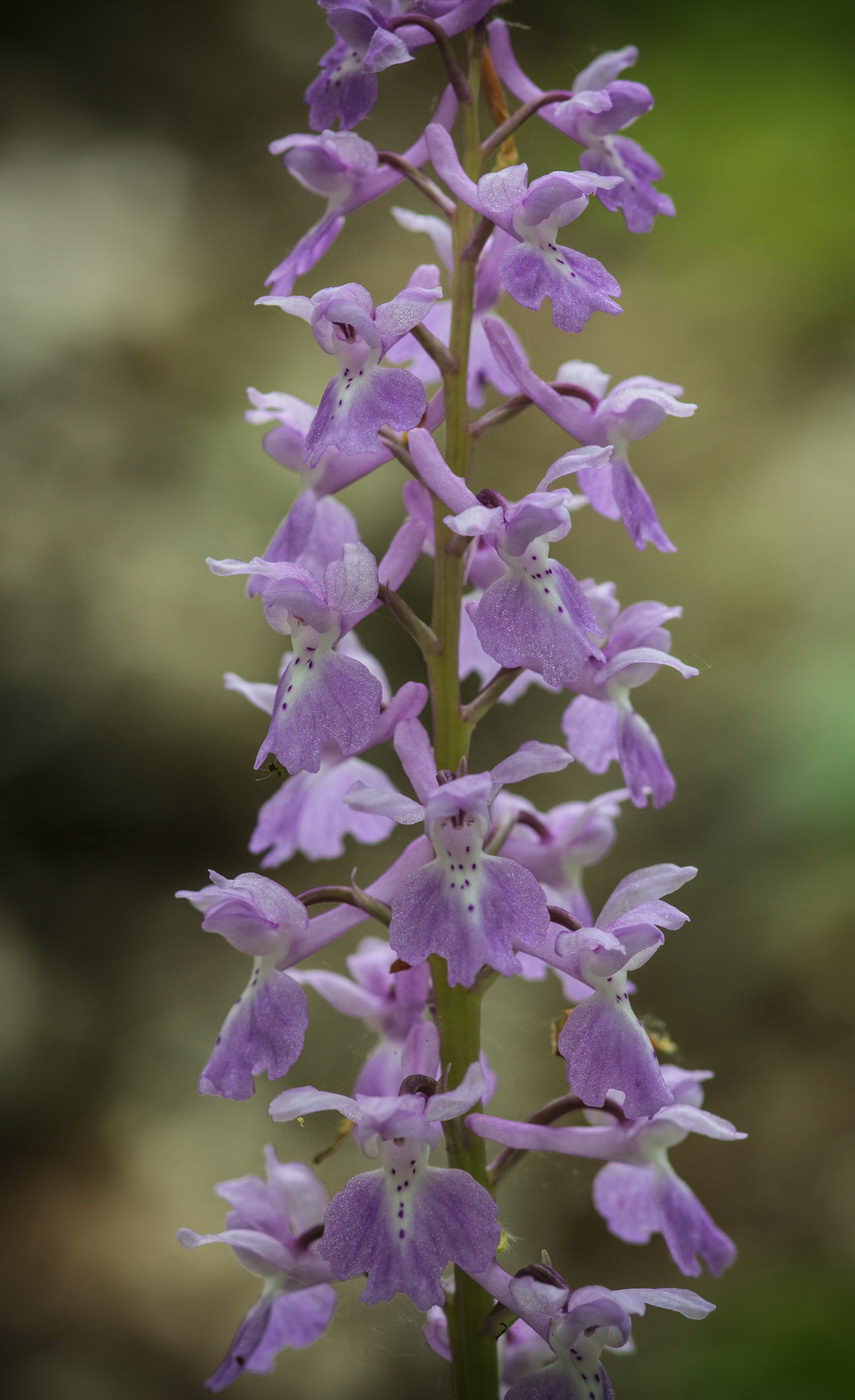 Изображение особи Orchis mascula.