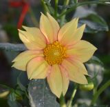 Dahlia pinnata