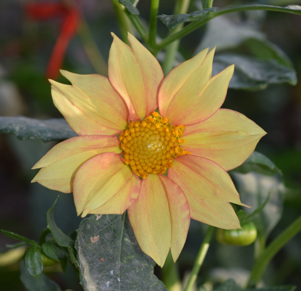 Image of Dahlia pinnata specimen.