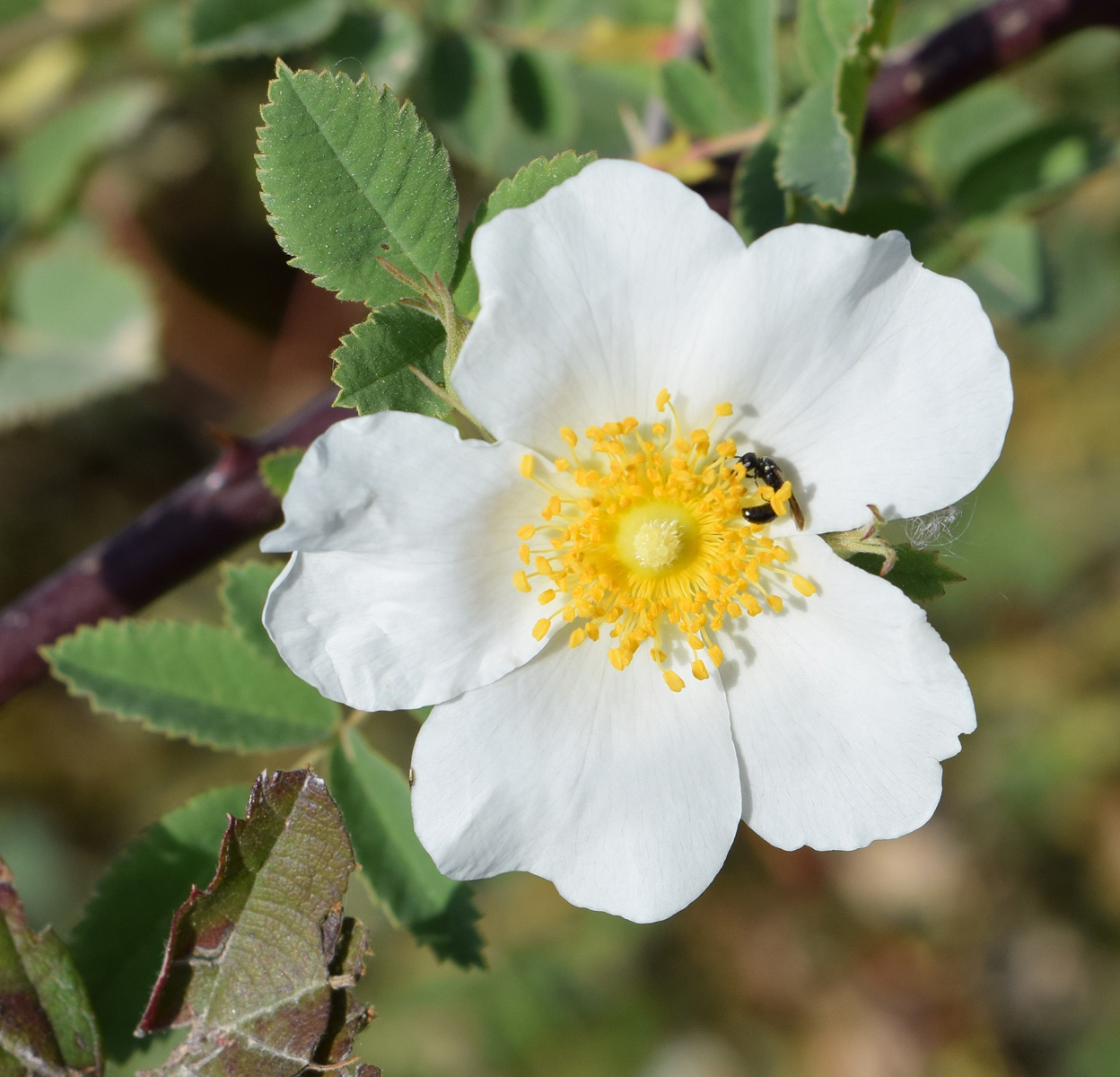 Image of Rosa beggeriana specimen.