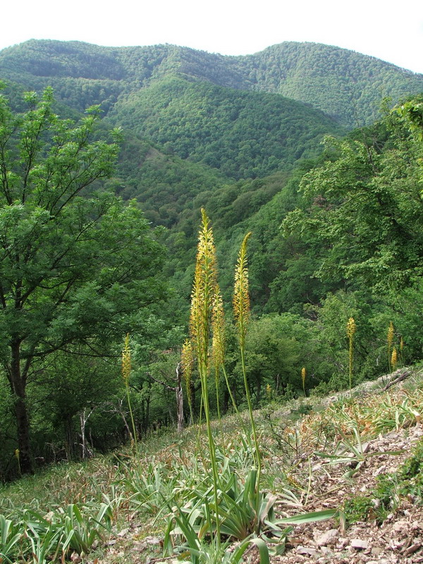 Image of Eremurus thiodanthus specimen.