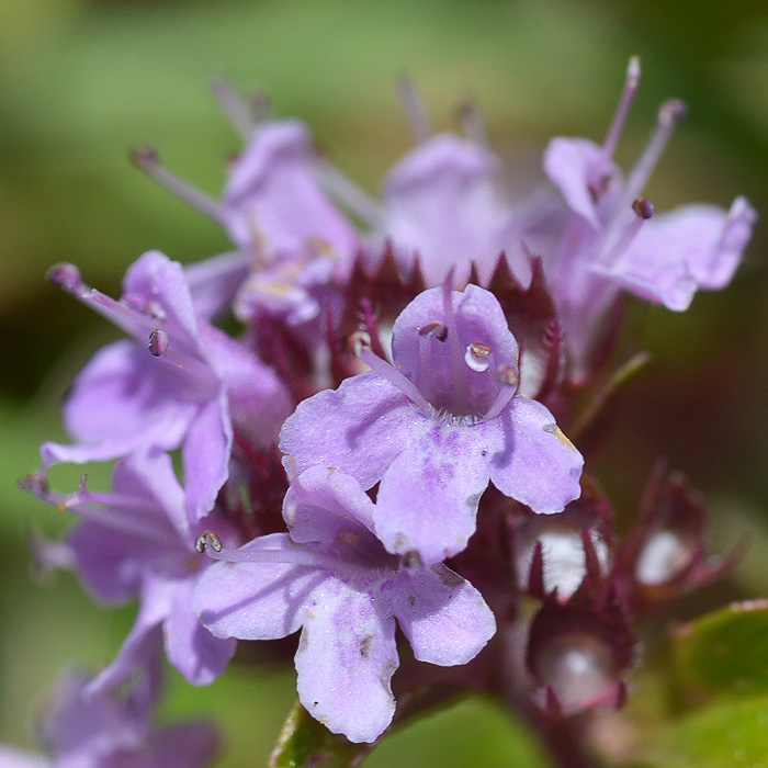 Изображение особи Thymus seravschanicus.