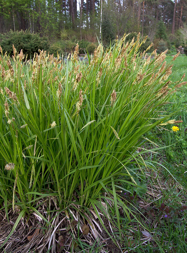Изображение особи Carex arnellii.