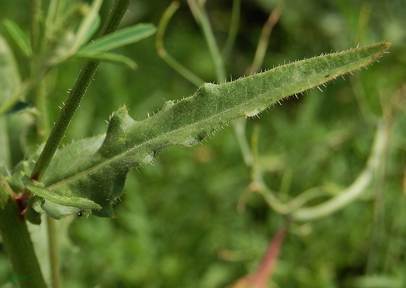 Image of Cichorium intybus specimen.