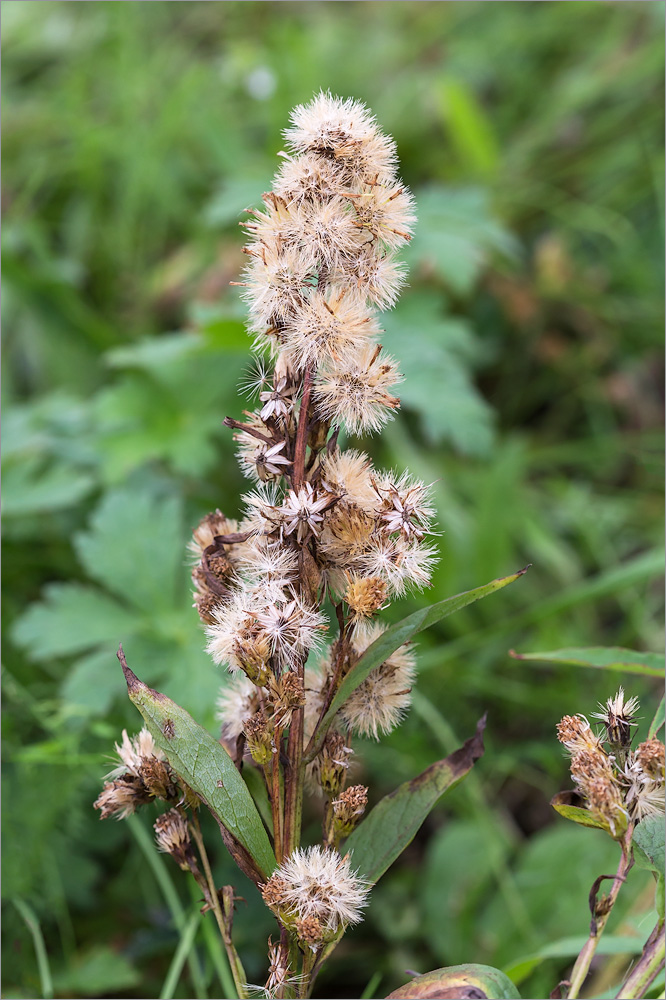 Image of Solidago virgaurea ssp. lapponica specimen.