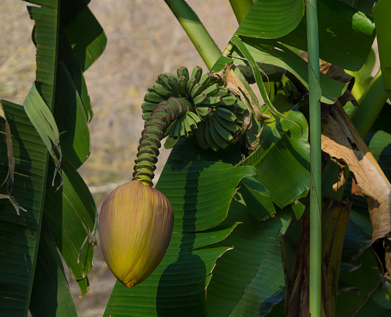 Image of Musa basjoo specimen.