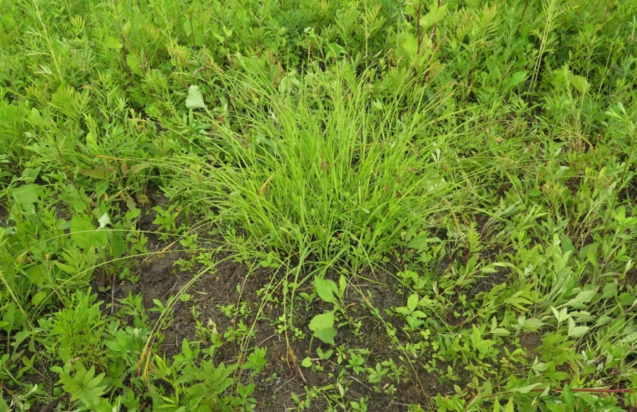 Image of Carex suifunensis specimen.