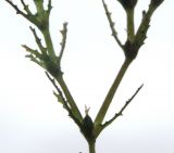 Image of taxon representative. Author is Галина Конечная