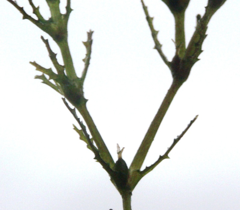 Image of Najas marina specimen.
