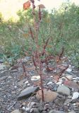 Amaranthus powellii