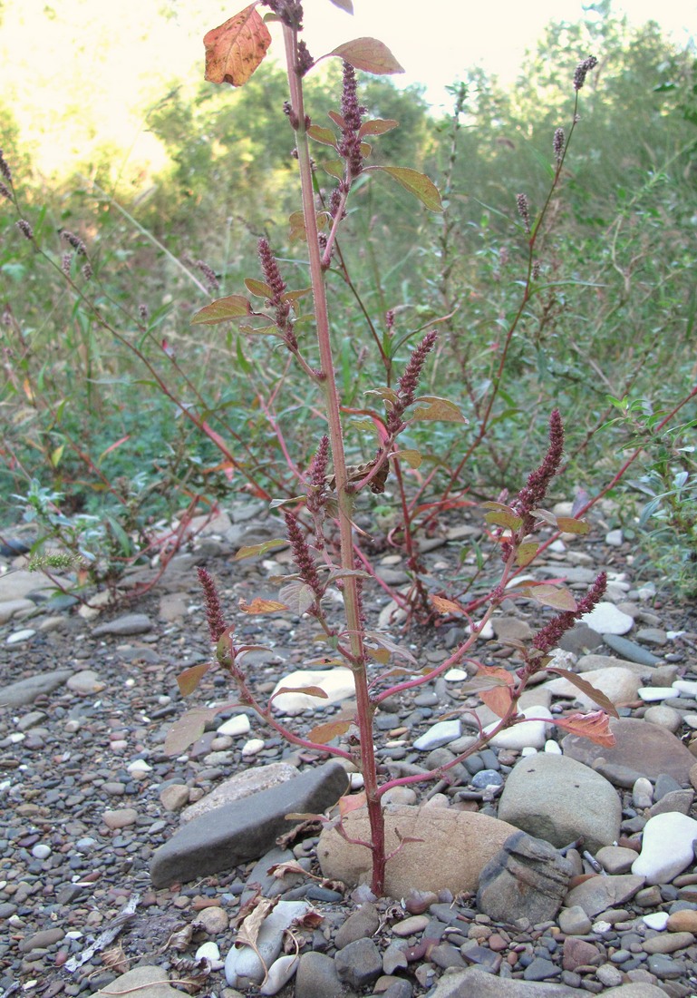 Изображение особи Amaranthus powellii.