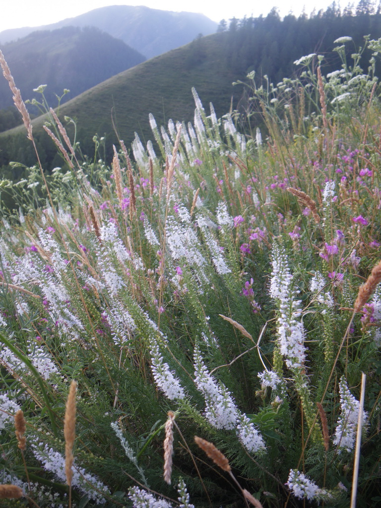 Image of Veronica pinnata specimen.