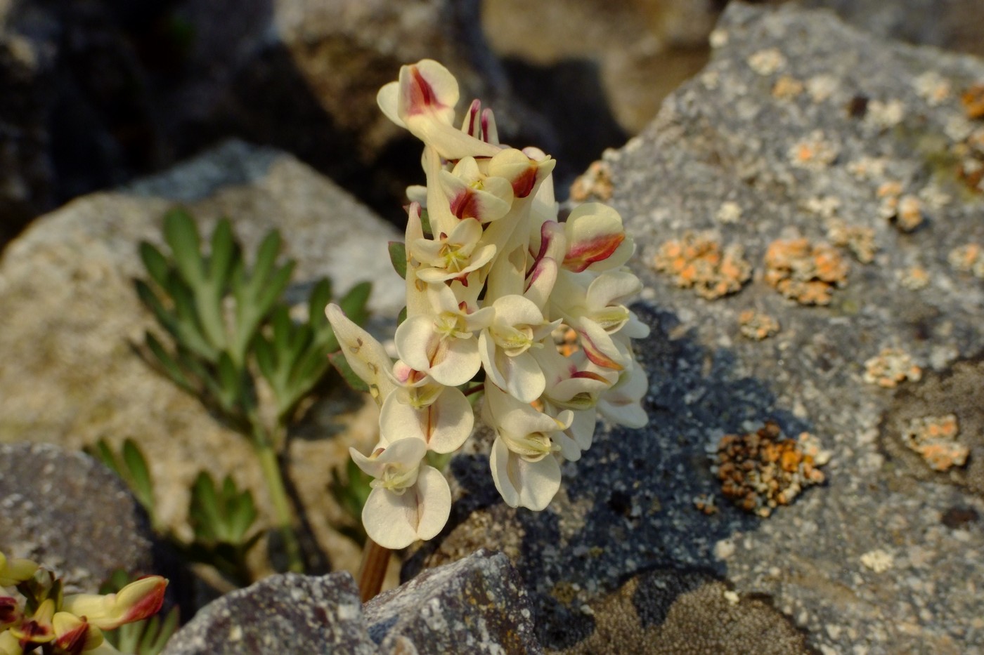 Изображение особи Corydalis magadanica.