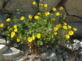 Potentilla fragiformis