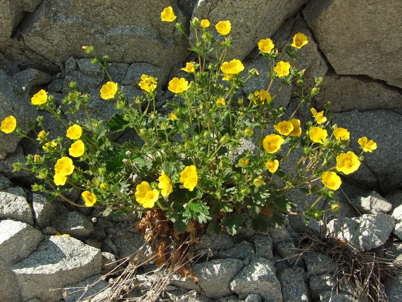 Изображение особи Potentilla fragiformis.