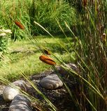 Typha laxmannii. Верхушки плодоносящих побегов. Восточный Казахстан, г. Усть-Каменогорск, Архитектурно-ландшафтный музей-заповедник, в культуре. 04.09.2016.