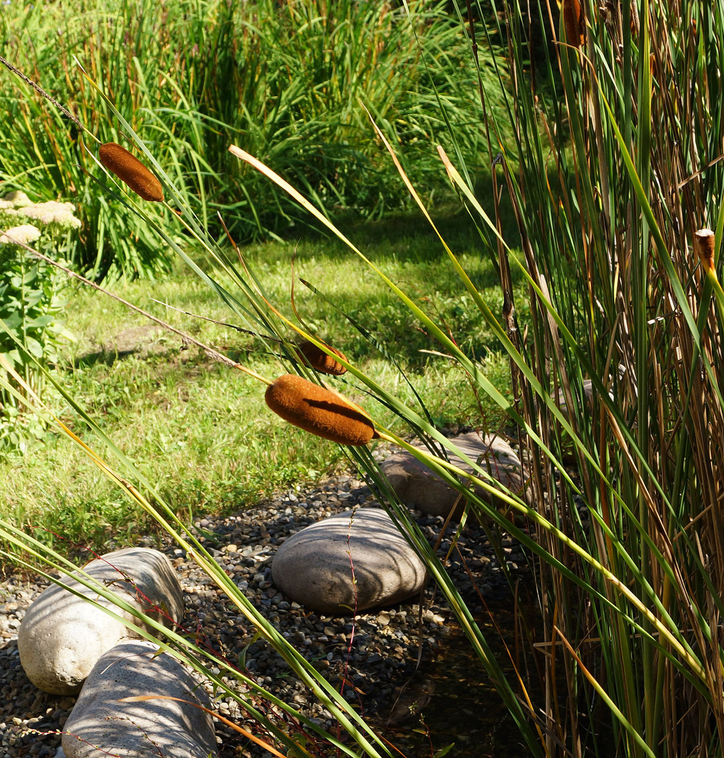 Изображение особи Typha laxmannii.