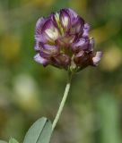 Trifolium grandiflorum