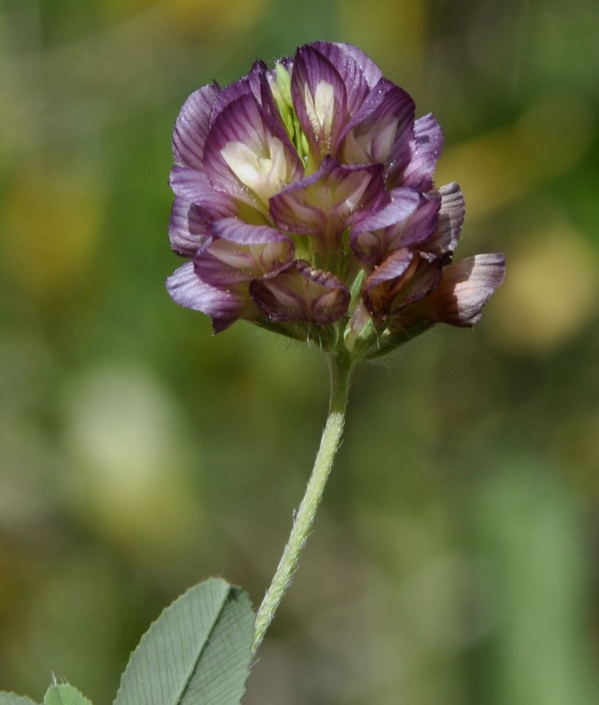 Image of Trifolium grandiflorum specimen.