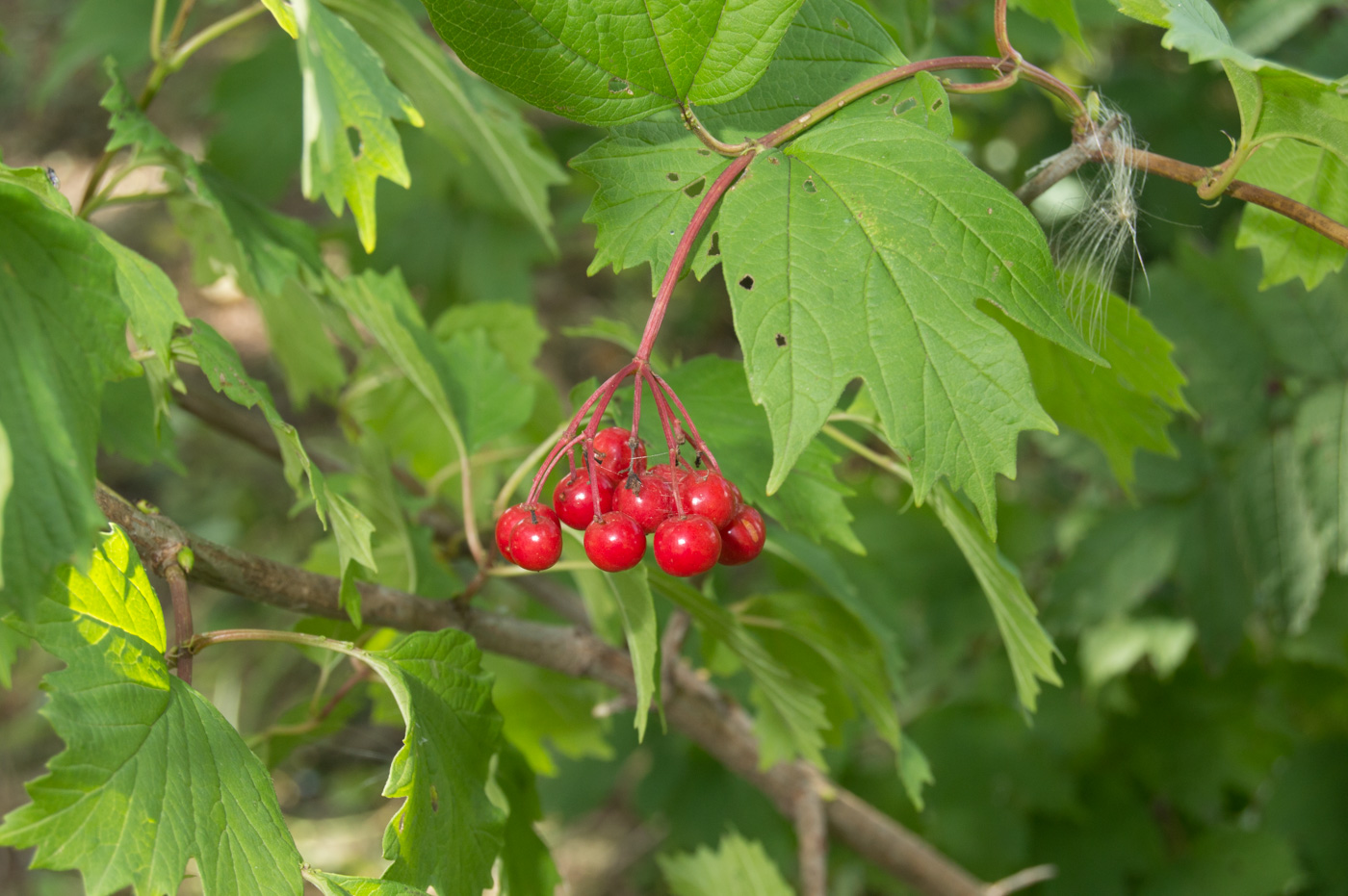 Image of Viburnum opulus specimen.