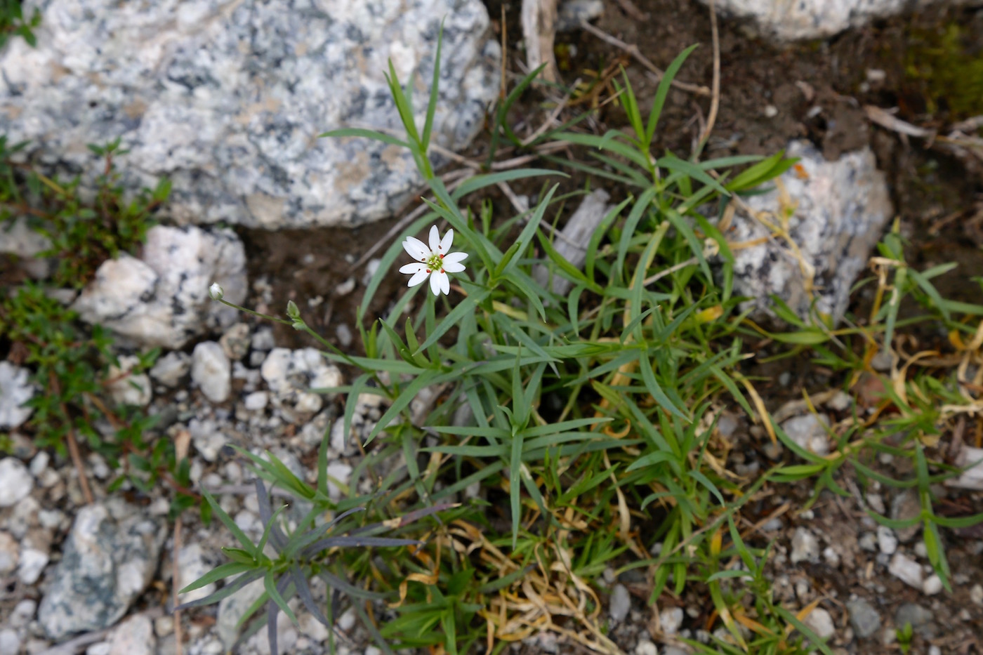 Image of Stellaria soongorica specimen.