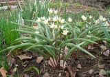 Tulipa bifloriformis