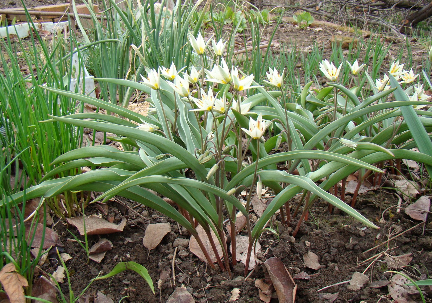 Image of Tulipa bifloriformis specimen.