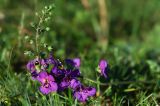 Verbascum phoeniceum. Верхушка цветущего растения. Джунгарский Алатау. Казахстан, Алматинская обл., Кербулакский р-н, правый берег р. Коксу в р-не пос. Буденновское, остепненный луг, 1100 м н.у.м. 17.08.2016.