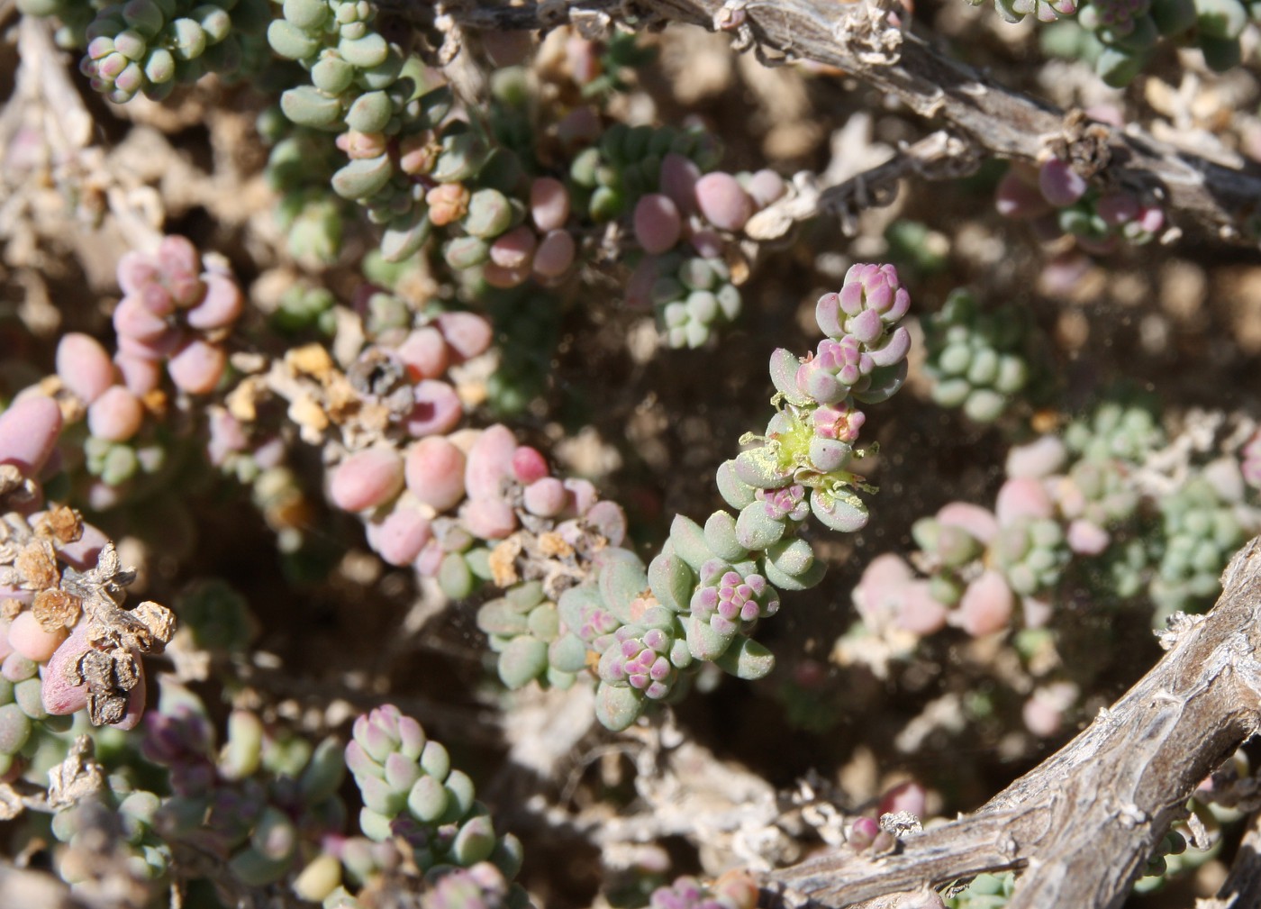 Image of Suaeda vermiculata specimen.