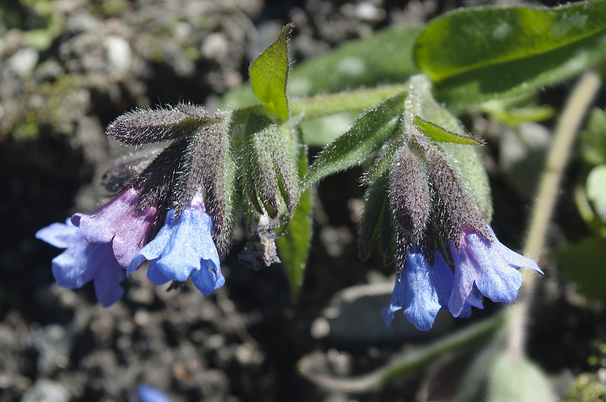 Изображение особи Pulmonaria longifolia.