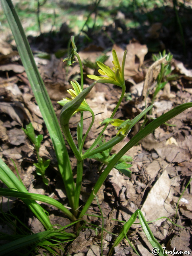 Изображение особи Gagea lutea.