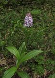Orchis purpurea subspecies caucasica. Цветущее растение. Краснодарский край, м/о город-курорт Геленджик, окр. пос. Светлый, щель Церковная, дубовый лес на берегу водохранилища. 6 мая 2017 г.