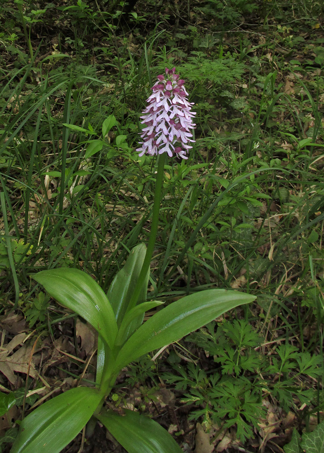 Image of Orchis purpurea ssp. caucasica specimen.