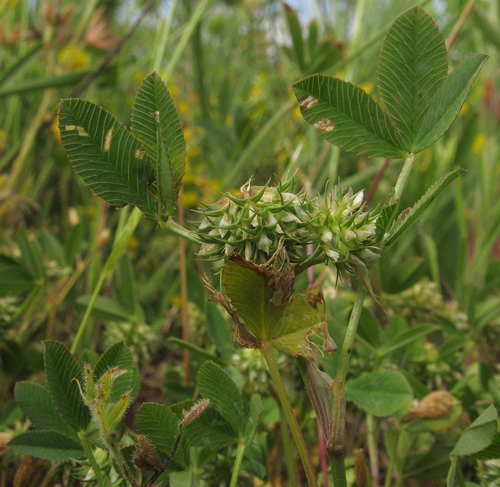 Image of Trifolium retusum specimen.