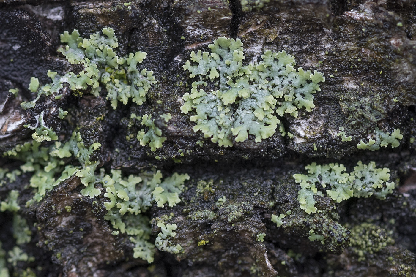 Image of Physcia dubia specimen.