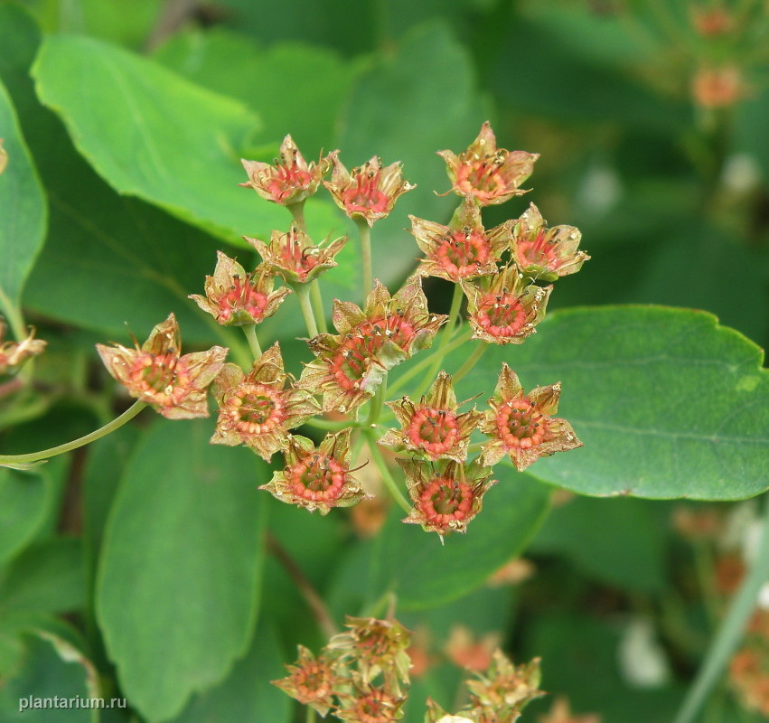 Image of Spiraea &times; vanhouttei specimen.